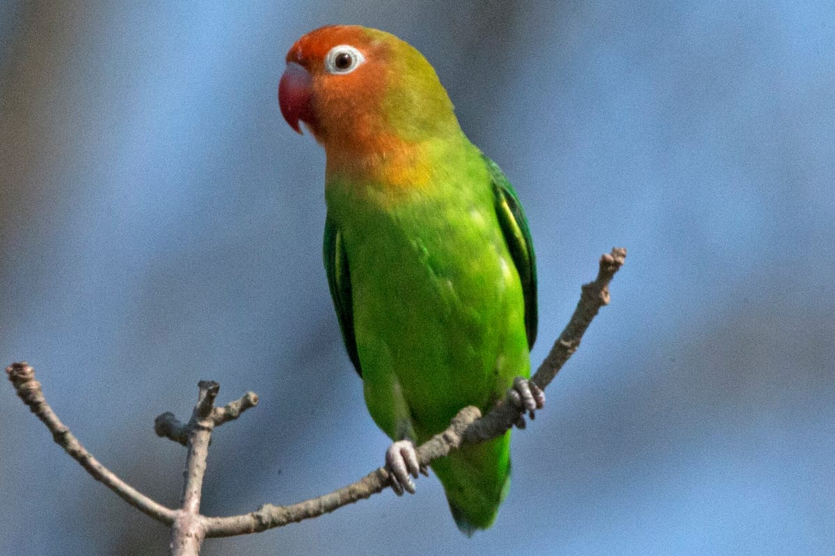 Agapornis