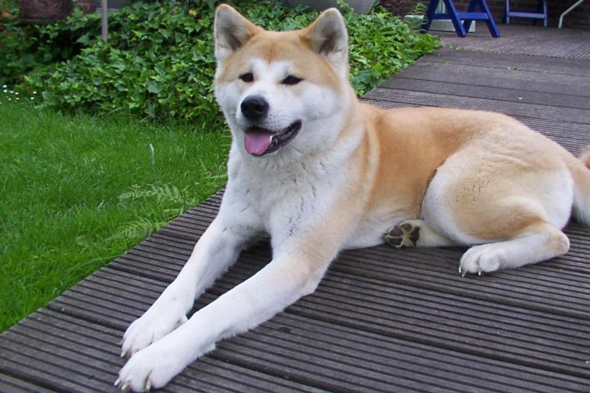 Akita kutyafajta