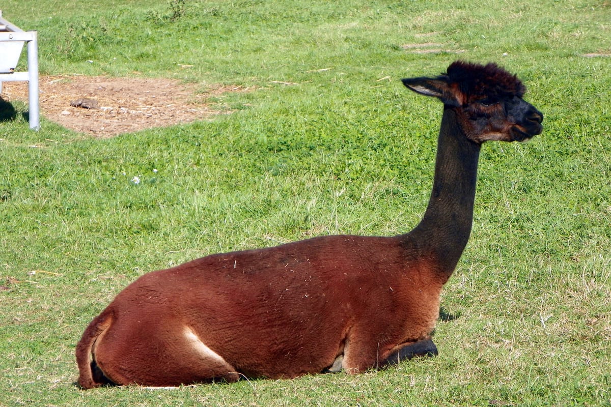 Alpaka