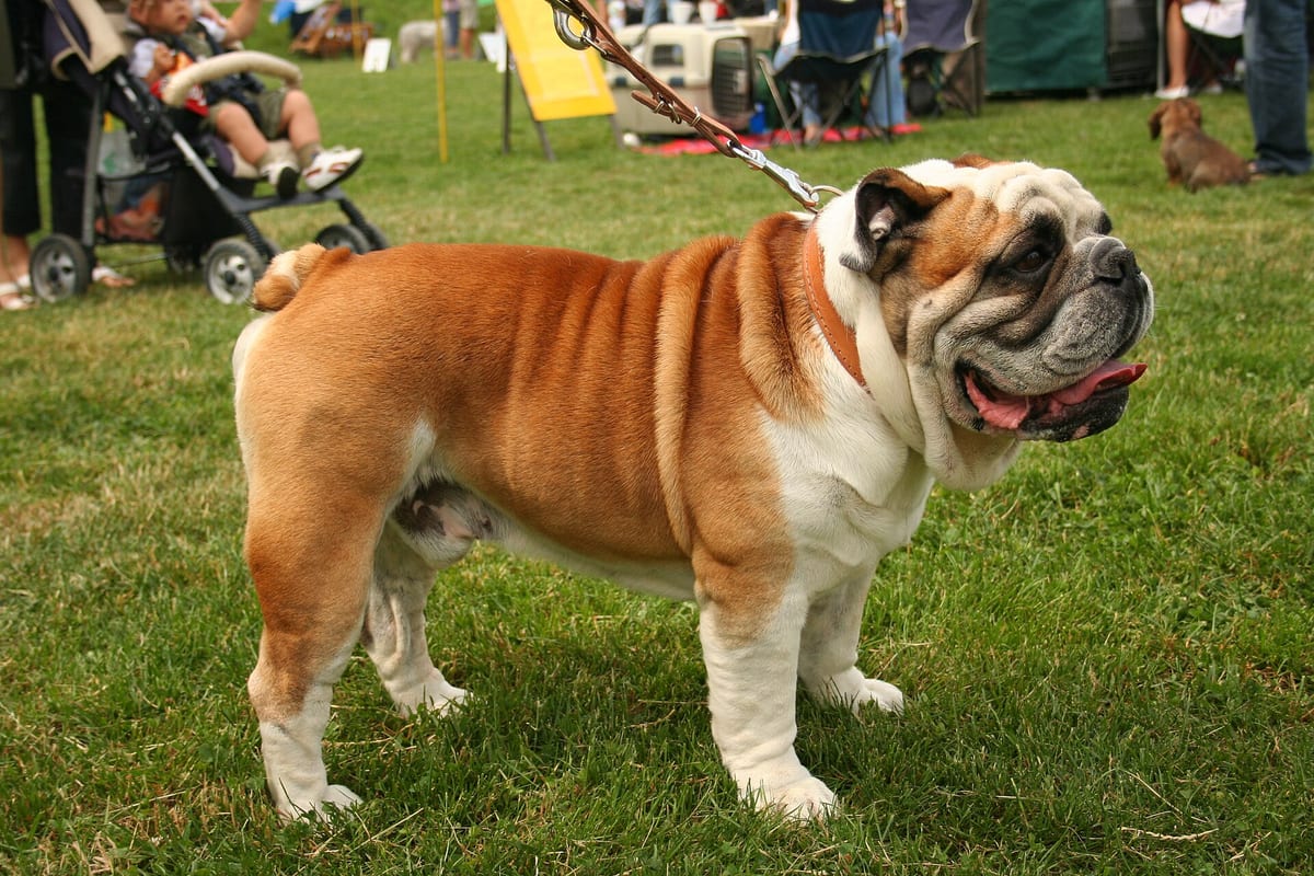 Angol bulldog kutyafajta