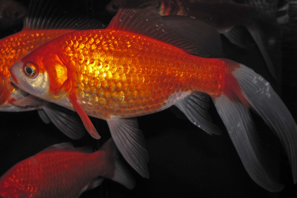 Aranyhal