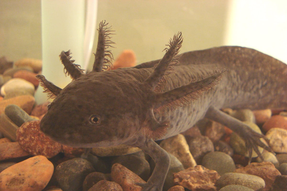 Axolotl