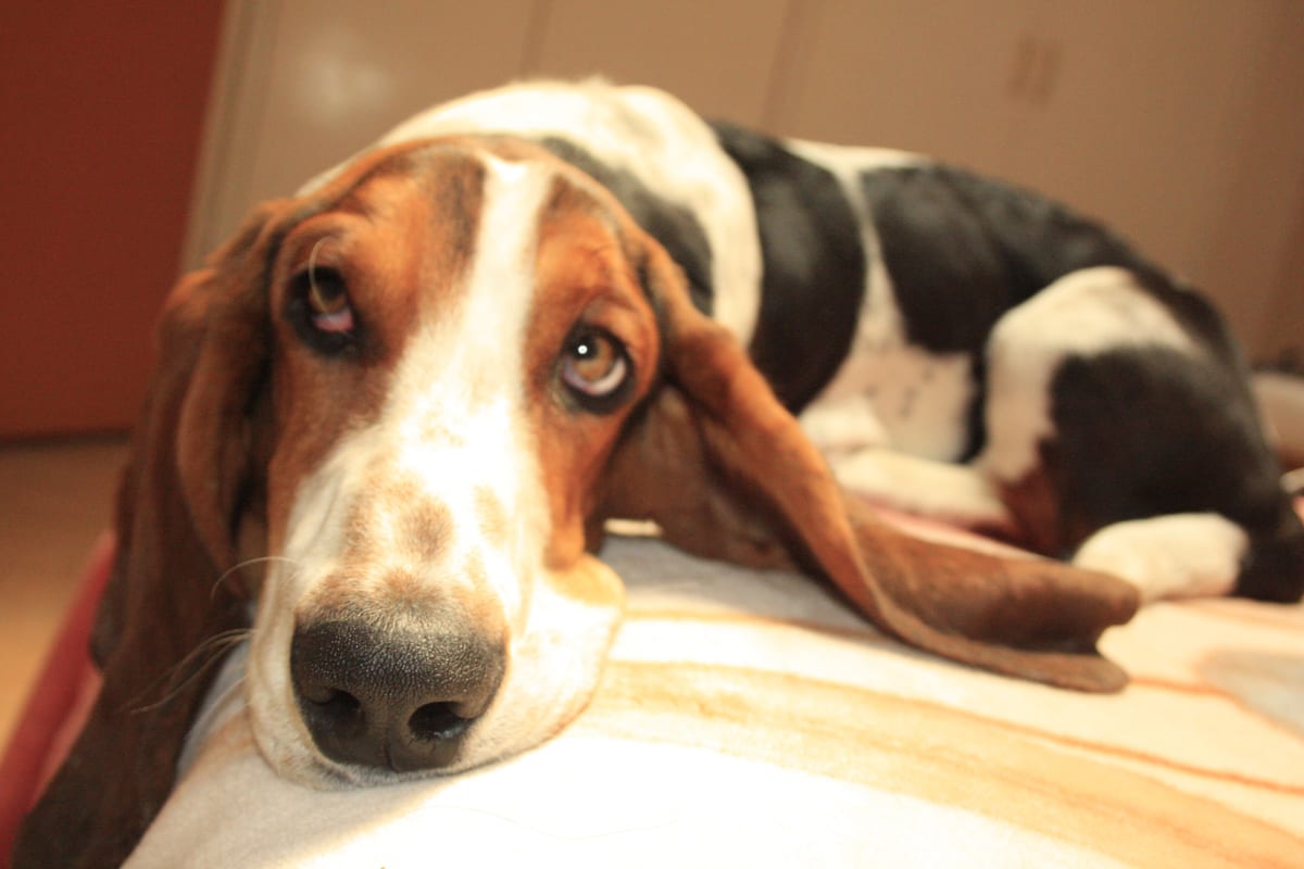 Basset Hound kutyafajta
