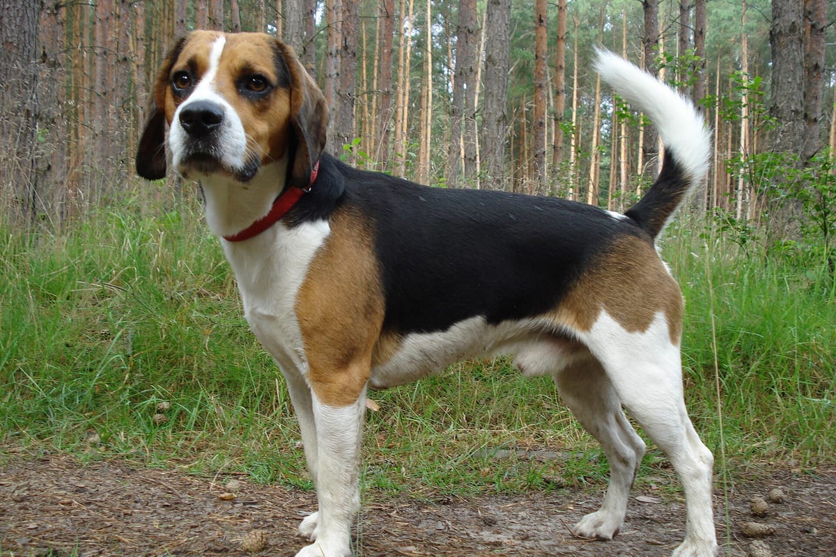 Beagle kutyafajta