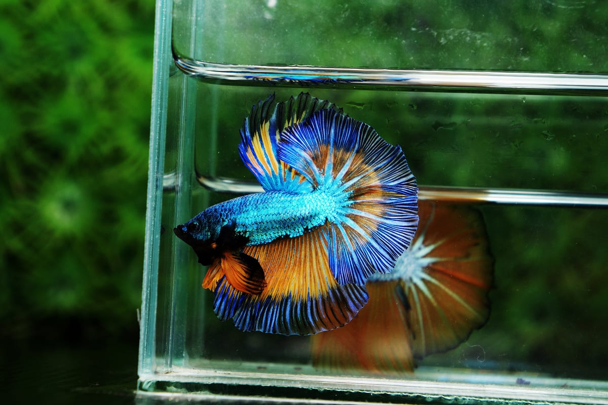 Sziámi harcoshal (betta)