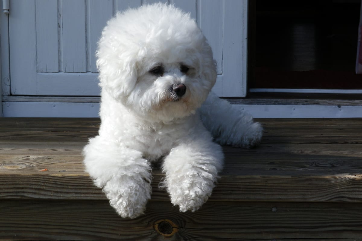 Bichon frisé kutyafajta
