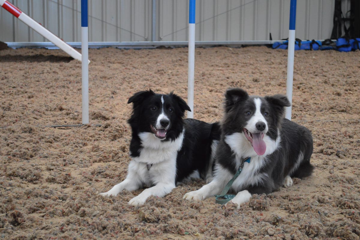 Border collie kutyafajta