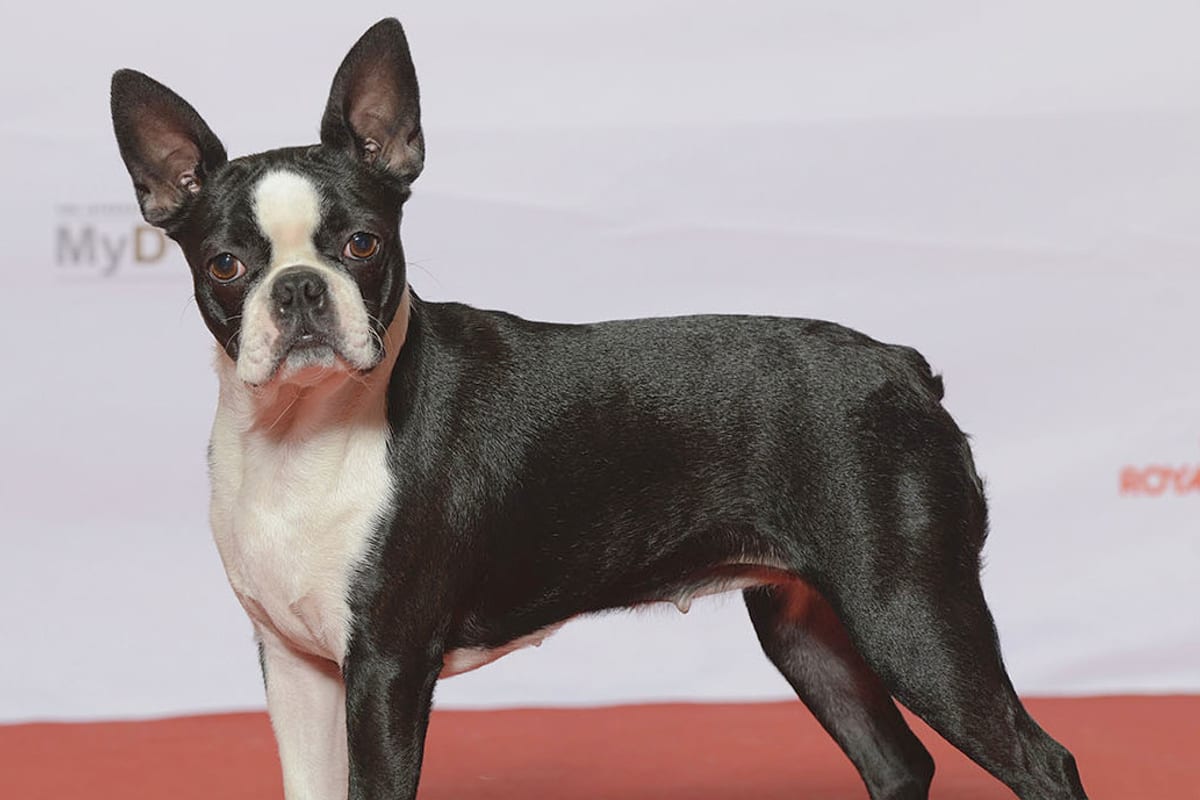 Boston terrier kutyafajta