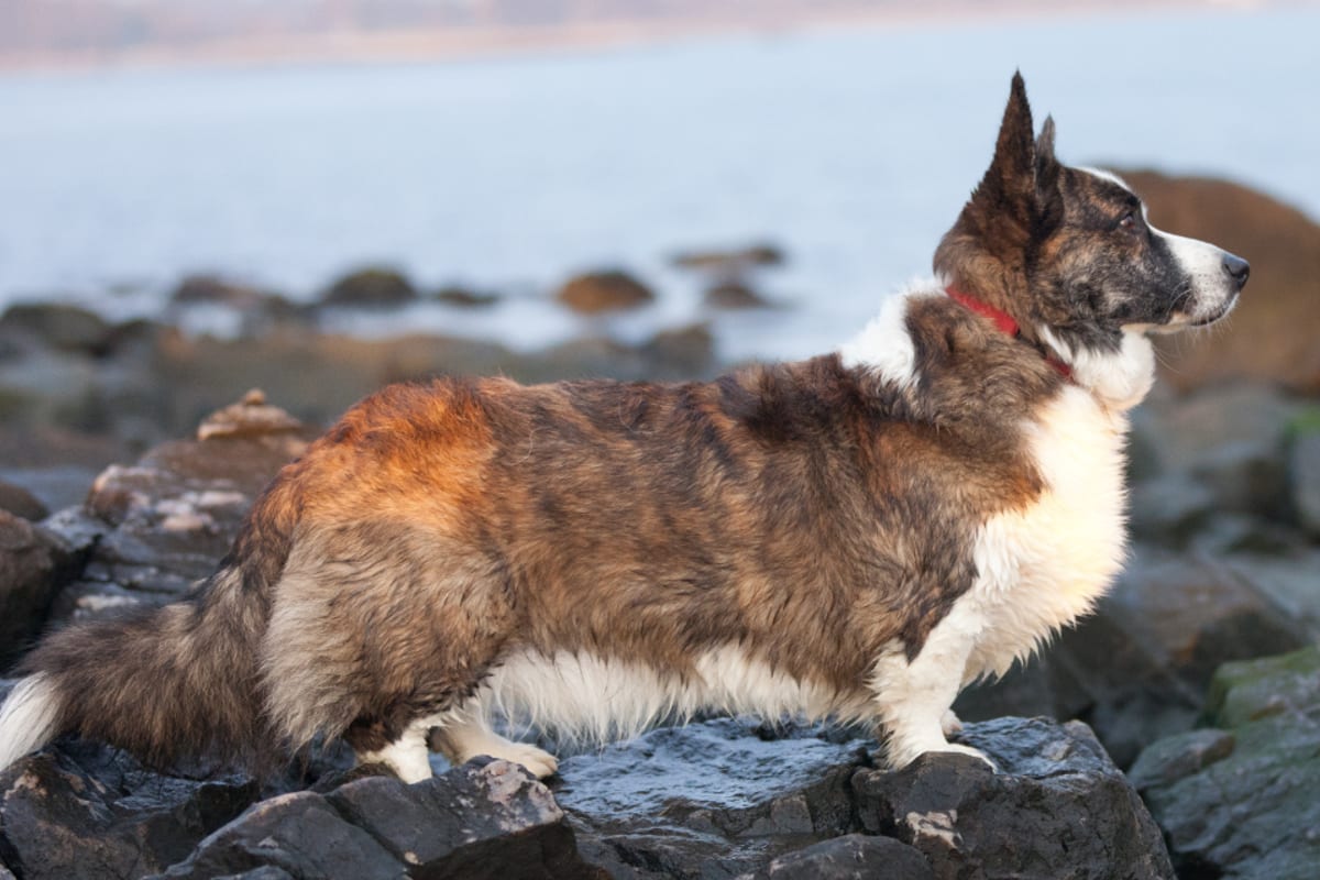 Cardigan Welsh Corgi kutyafajta