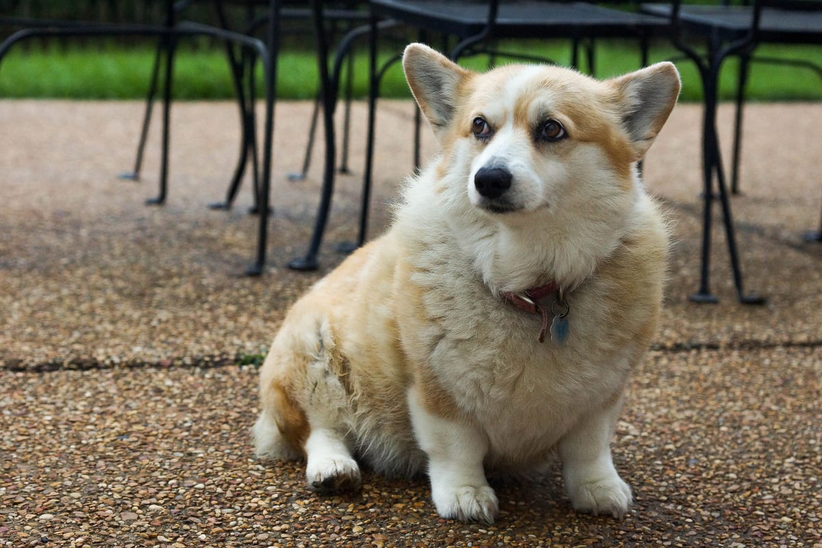 Corgi kutyafajta
