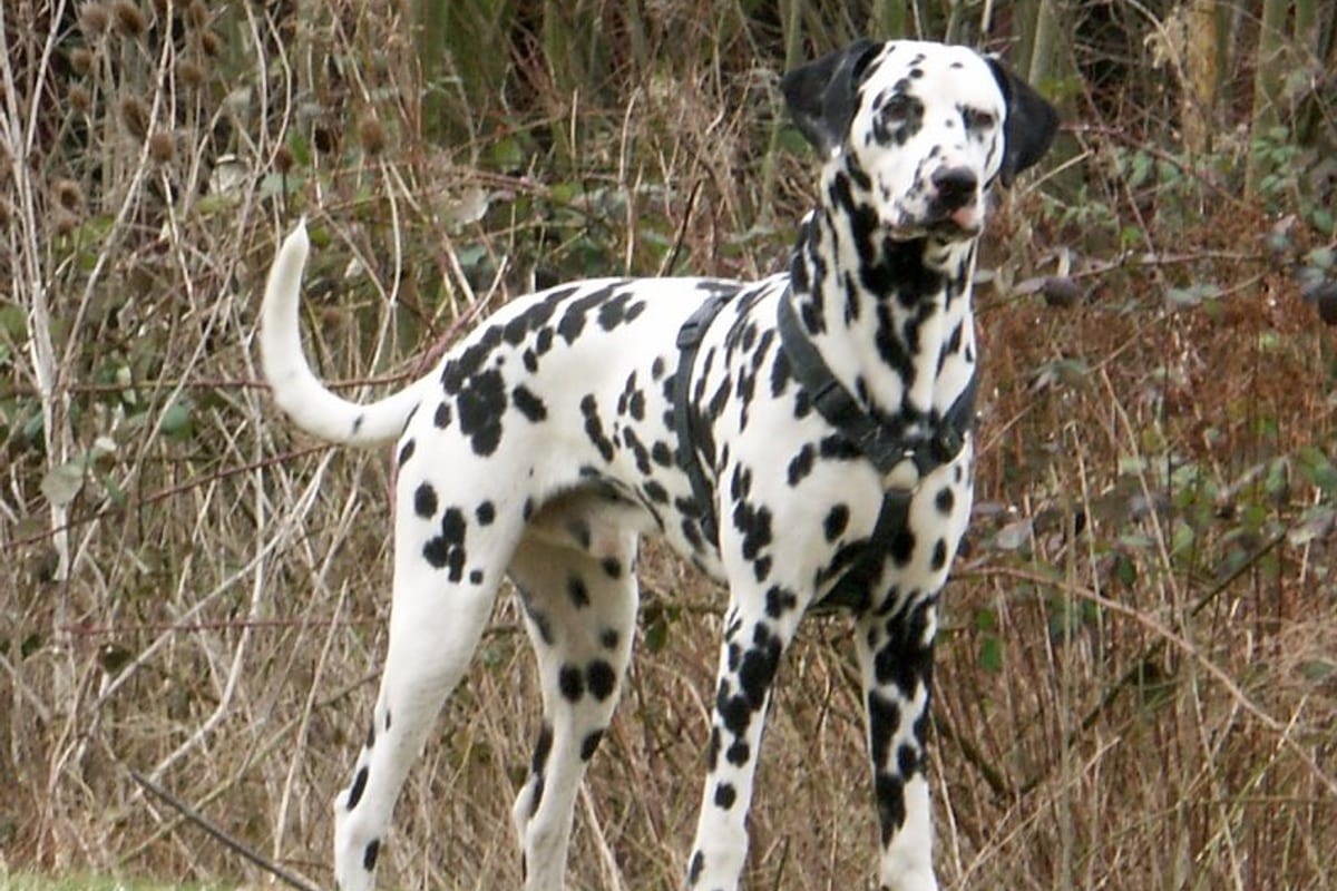 Dalmata kutyafajta