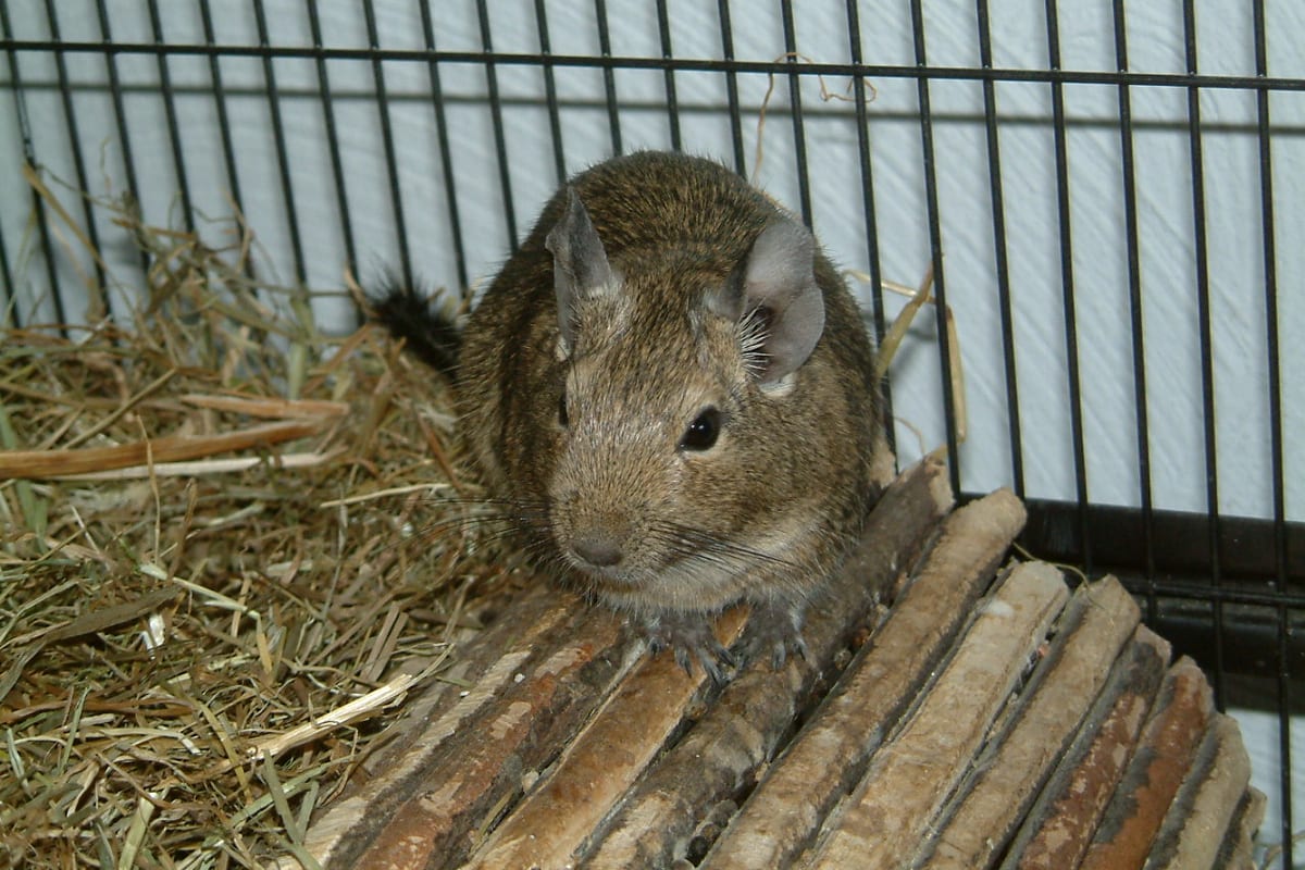 Degu