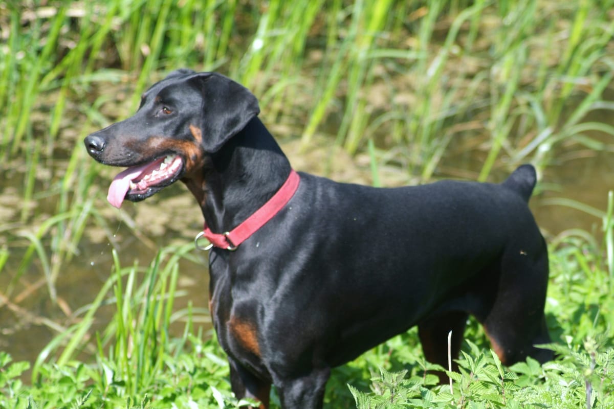 Dobermann kutyafajta