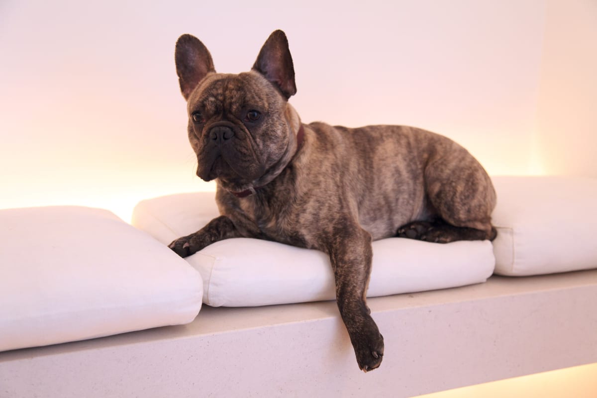 Francia bulldog kutyafajta