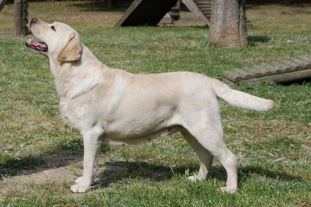 Golden retriever kutyafajta