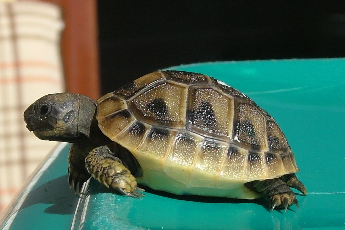 Görög teknős