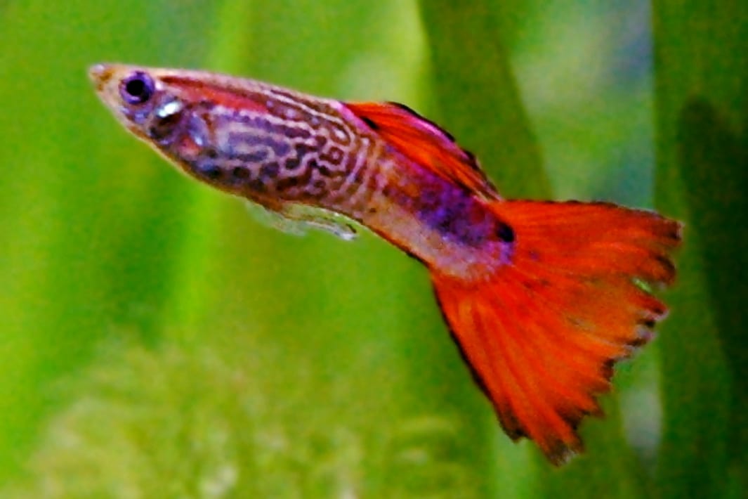 Guppi