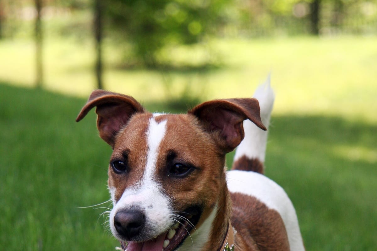 Jack Russell terrier kutyafajta