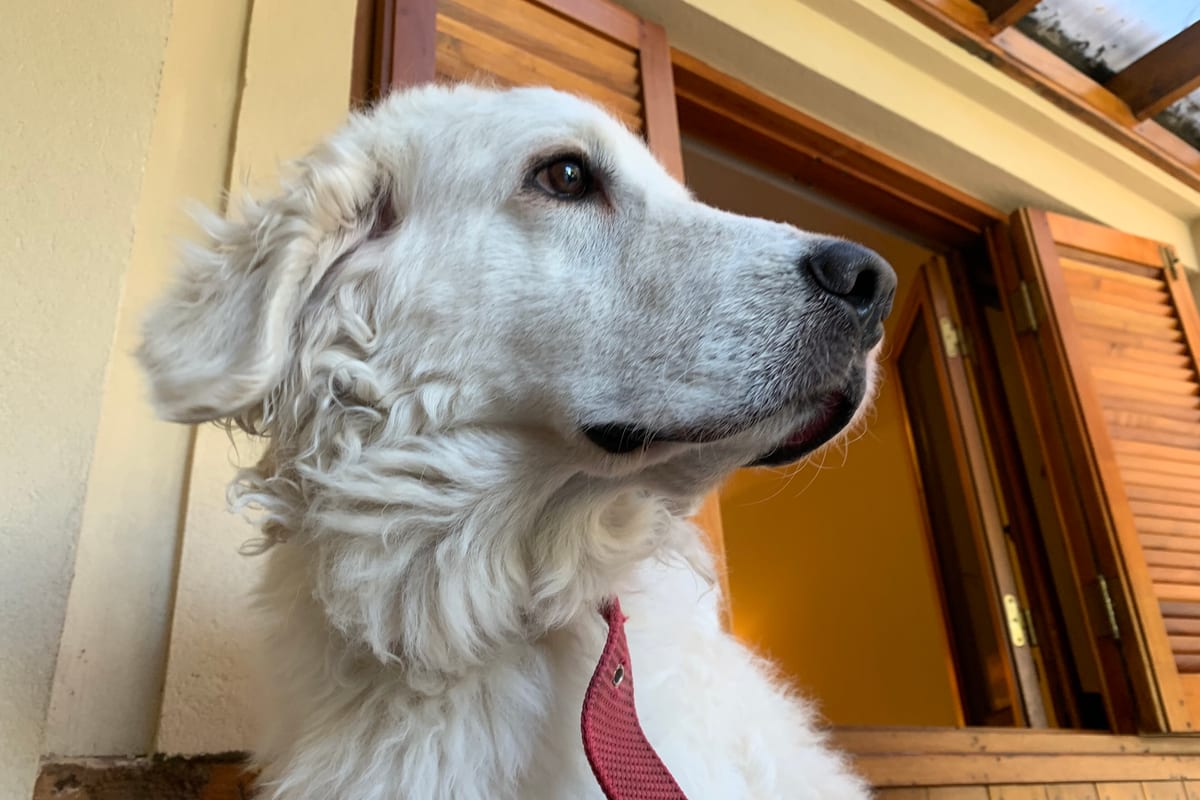 Kuvasz kutyafajta