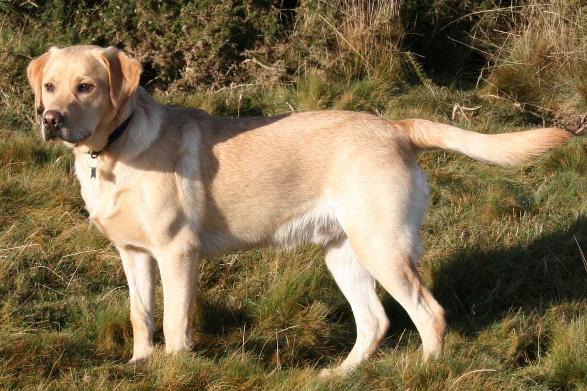 Labrador retriever kutyafajta