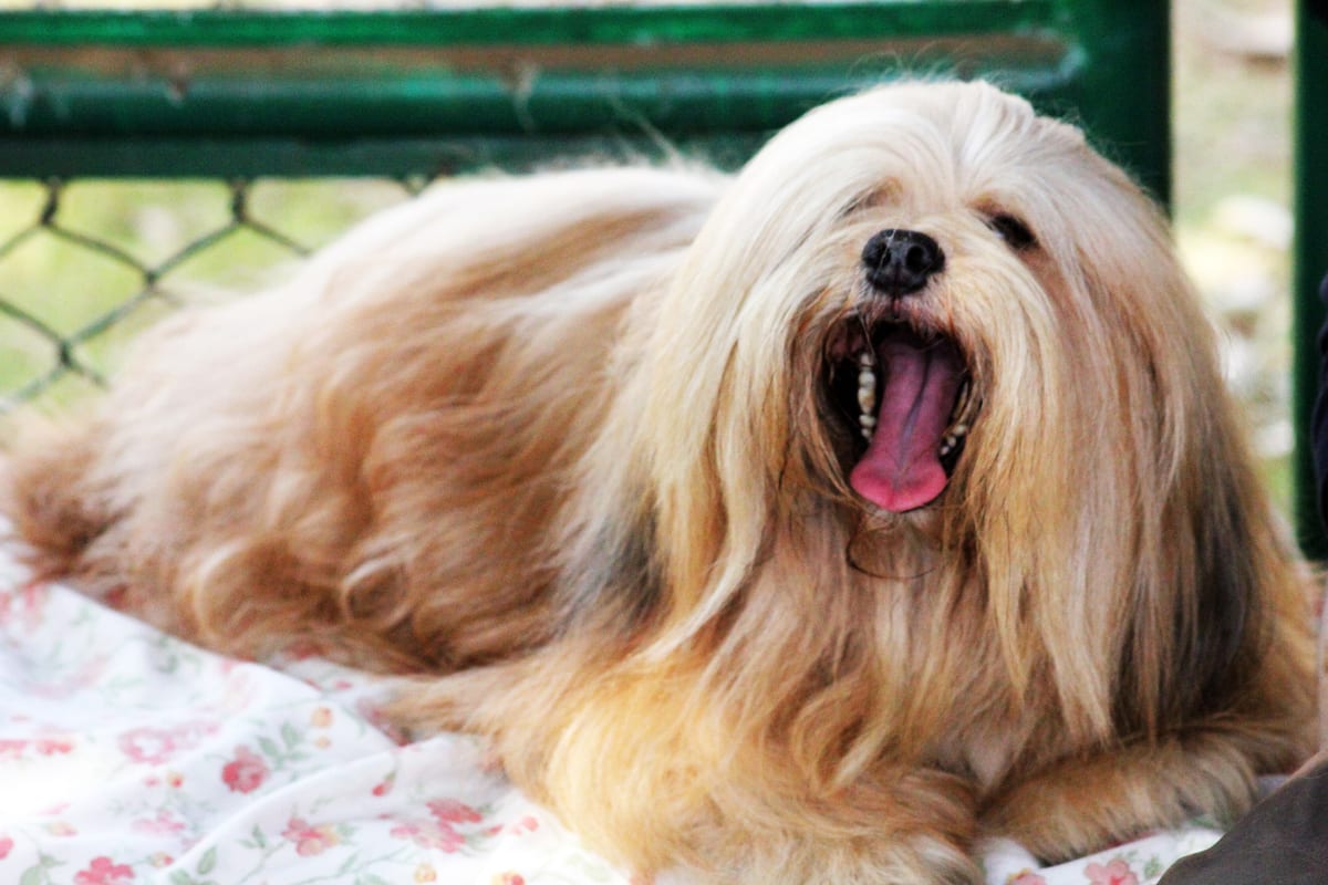 Lhasa Apso kutyafajta