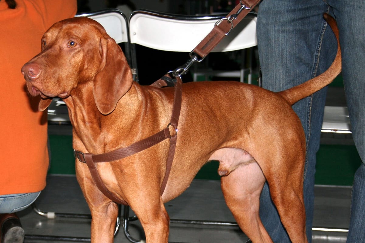 Magyar vizsla kutyafajta