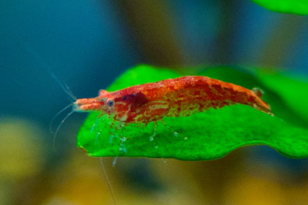 Red cherry garnéla