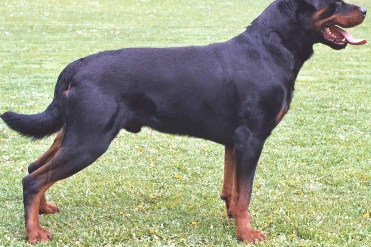 Rottweiler kutyafajta