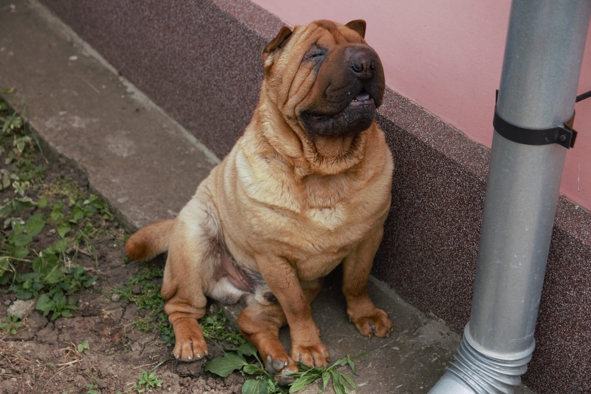 Shar-pei kutyafajta