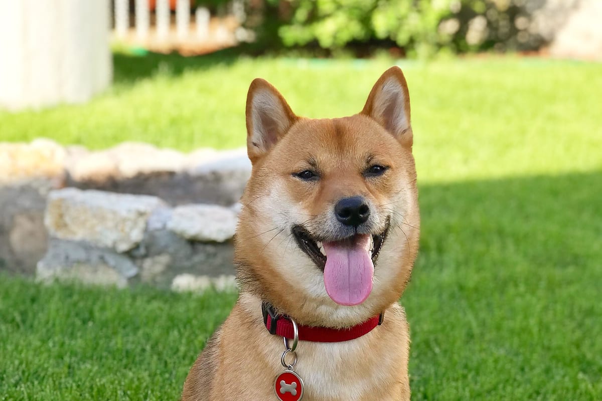 Shiba inu kutyafajta