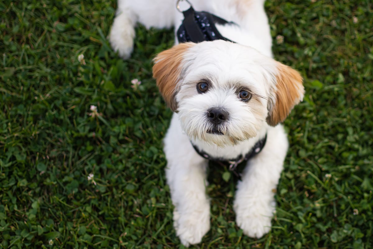 Shih Tzu kutyafajta