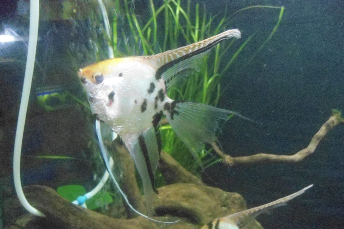 Skalár (vitorláshal)