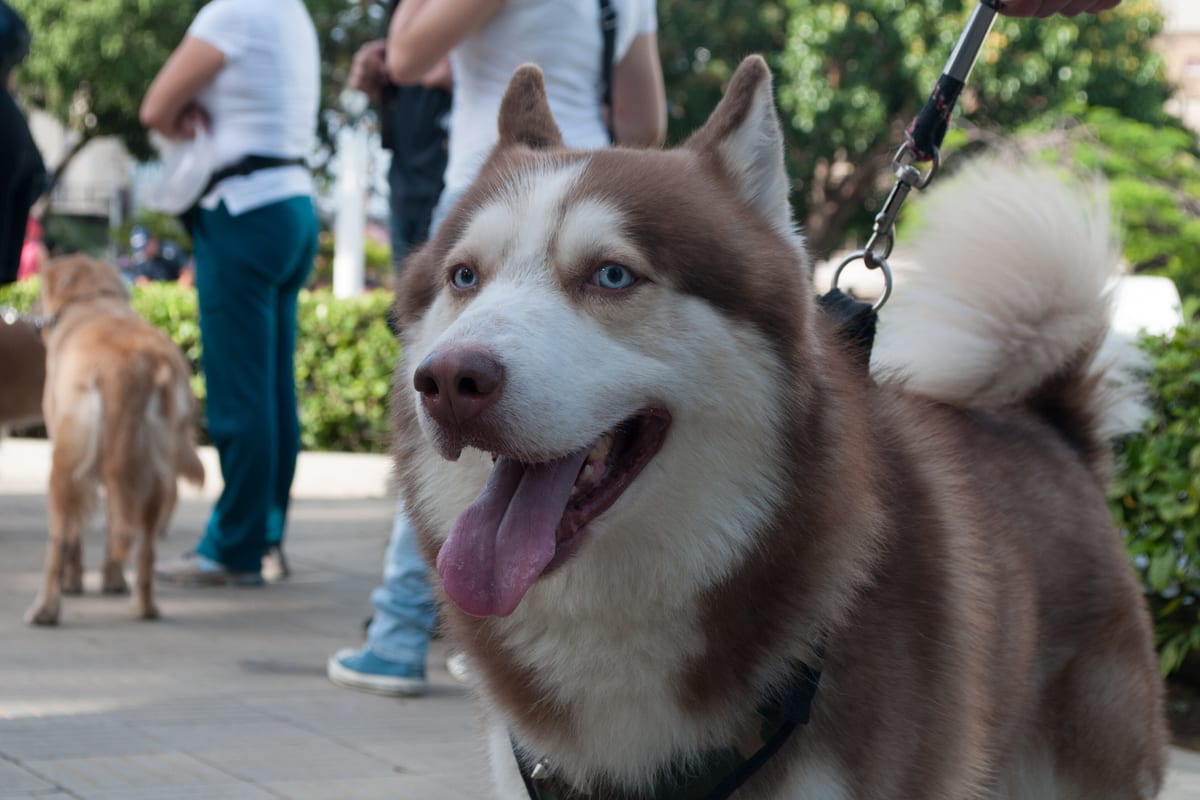 Szibériai husky kutyafajta