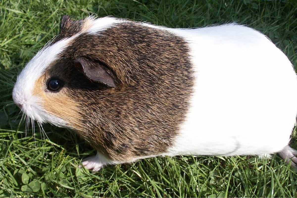 Tengerimalac