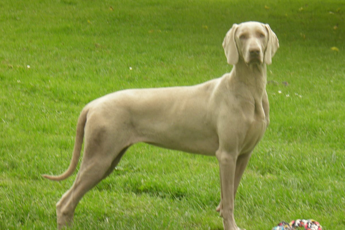 Weimari vizsla kutyafajta