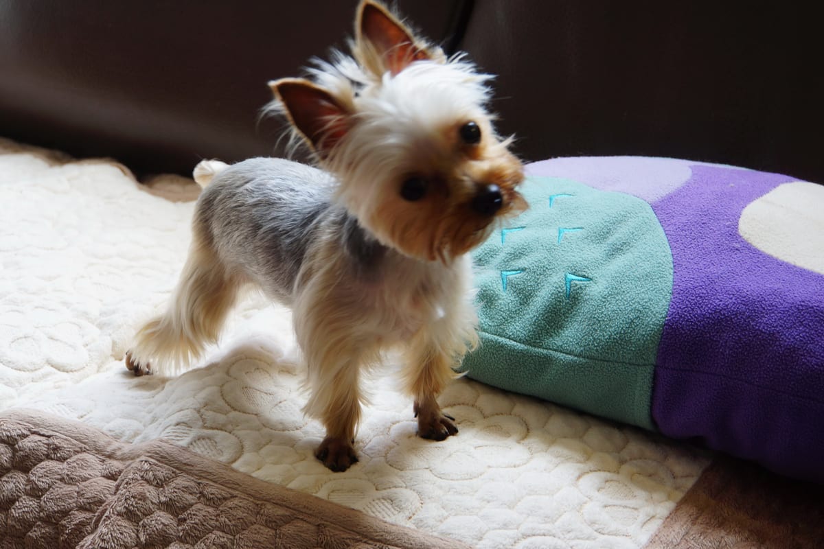Yorkshire terrier kutyafajta